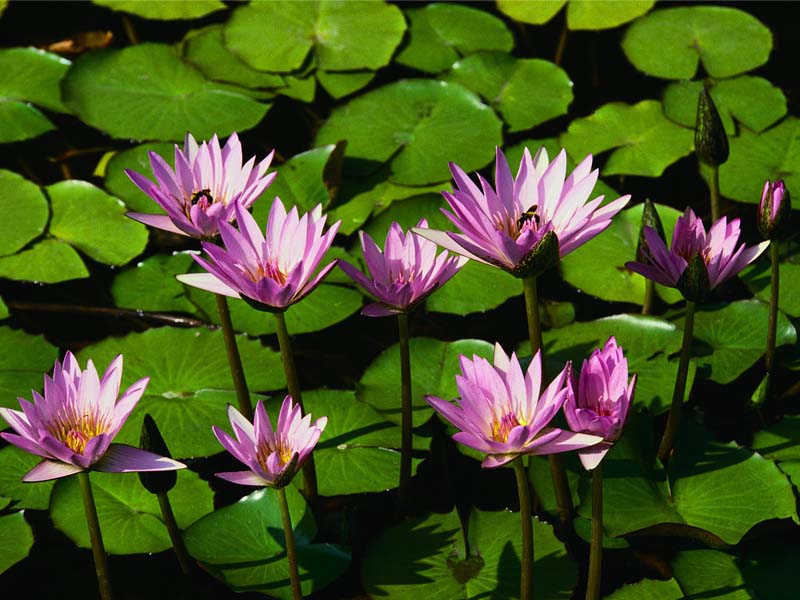 File:Water lilies.jpg