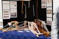 Alienor's display at the Festival of the Rose event January 2025.