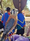 Tyr the Kestrel